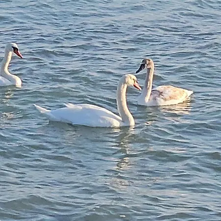 Daire Please Vip Costinești