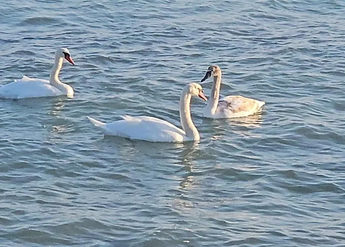 Apartament Please Vip Costinesti